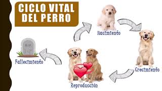 Aprende a exponer con Carlitos y Los Cachorros - Ciclo vital del perro Aprende a exponer con Carlitos y Los Cachorros - Ciclo vital del perro