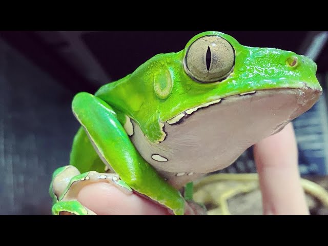 でっけーカエル② - YouTube