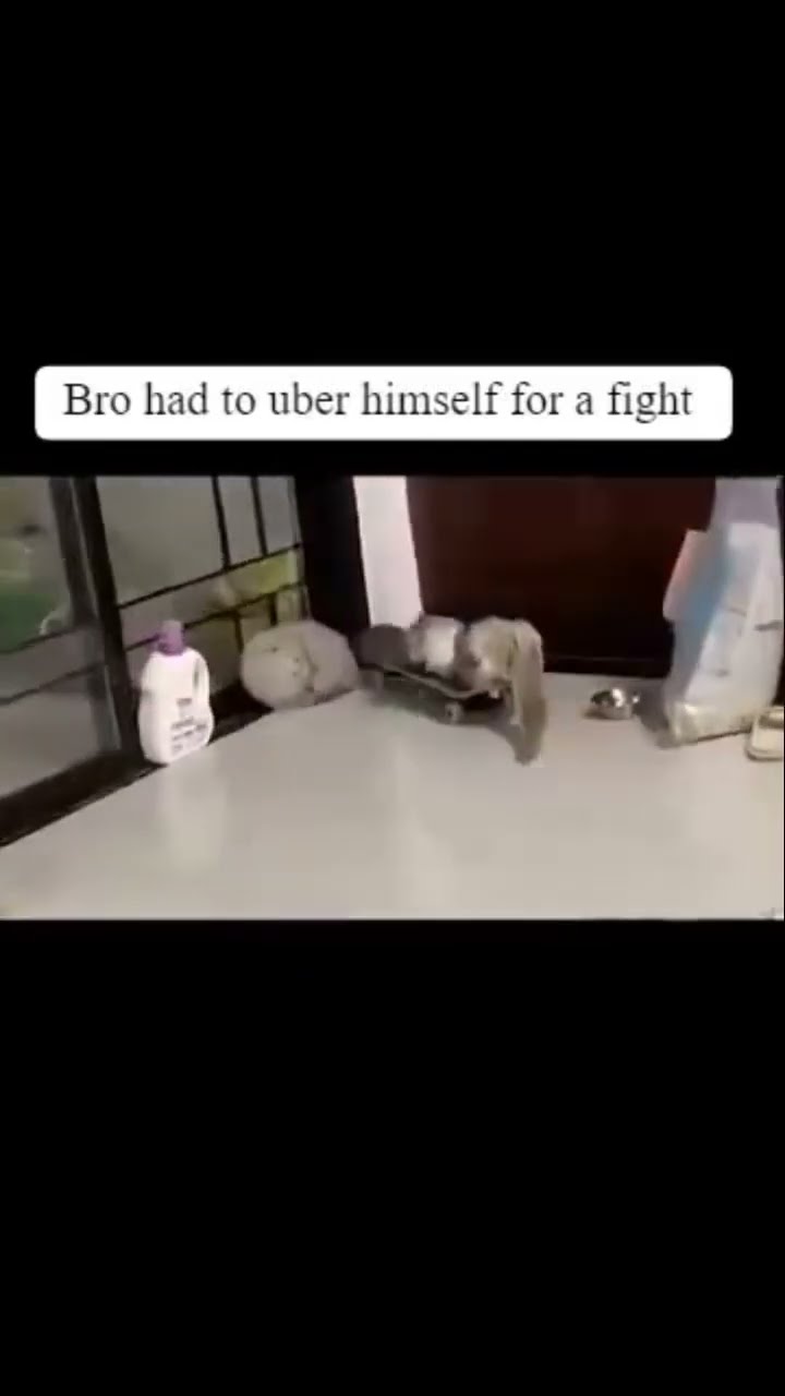 Kittyo ubering to the ring like yeah what’s up twin