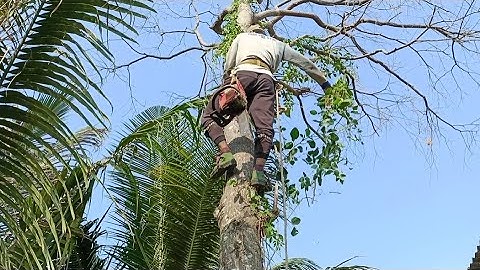 Cưa  cây  sao  với  cây  dừa  nghiêng  vào  nhà  .Cưa  cây  kỷ thuật cao