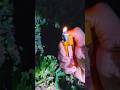 What I Saw with a Torch at Midnight 🔦 😱 | Night Hide #NightHide #Short
