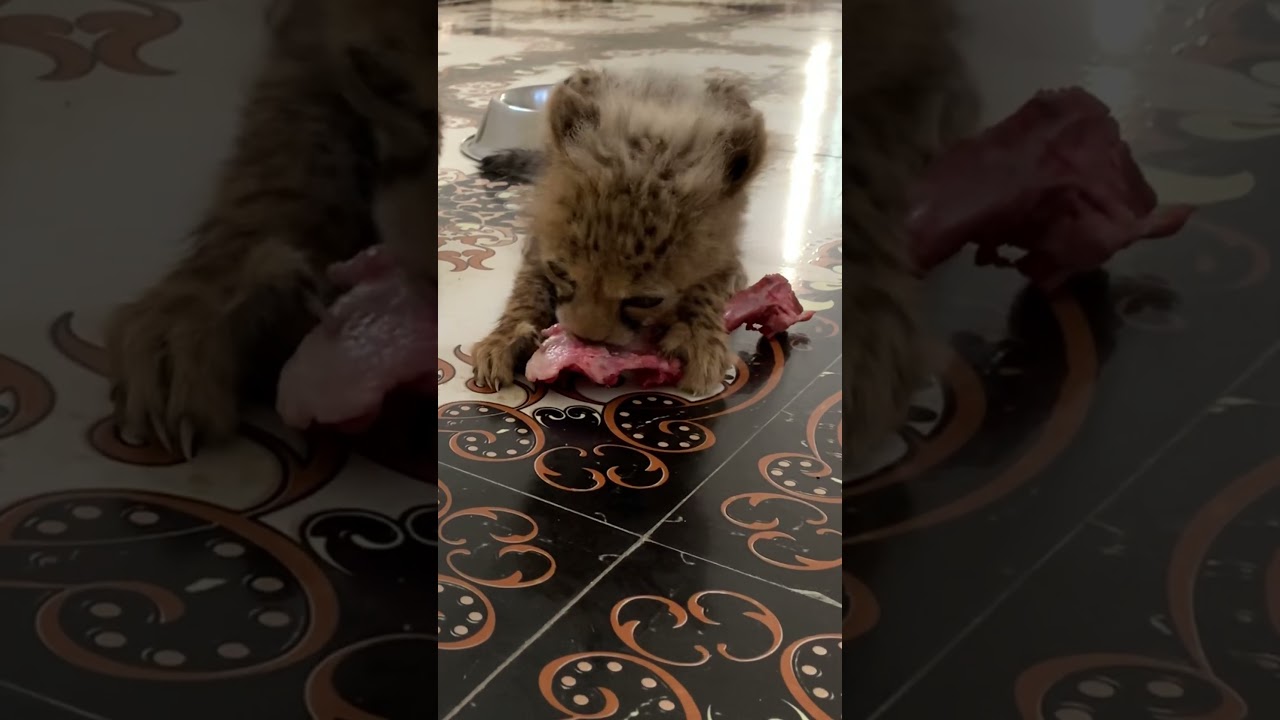 Rescued Cheetahs first Bone 