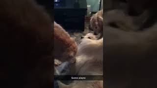 Daily snaps 4/18/18