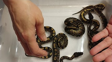 Update:  Normal x Normal poss dinker