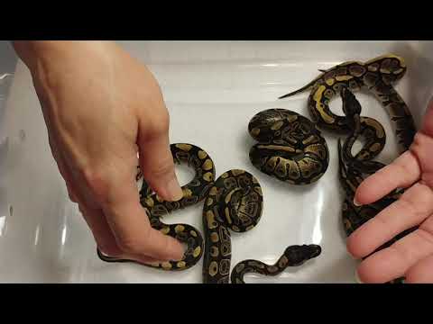 Update:  Normal x Normal poss dinker