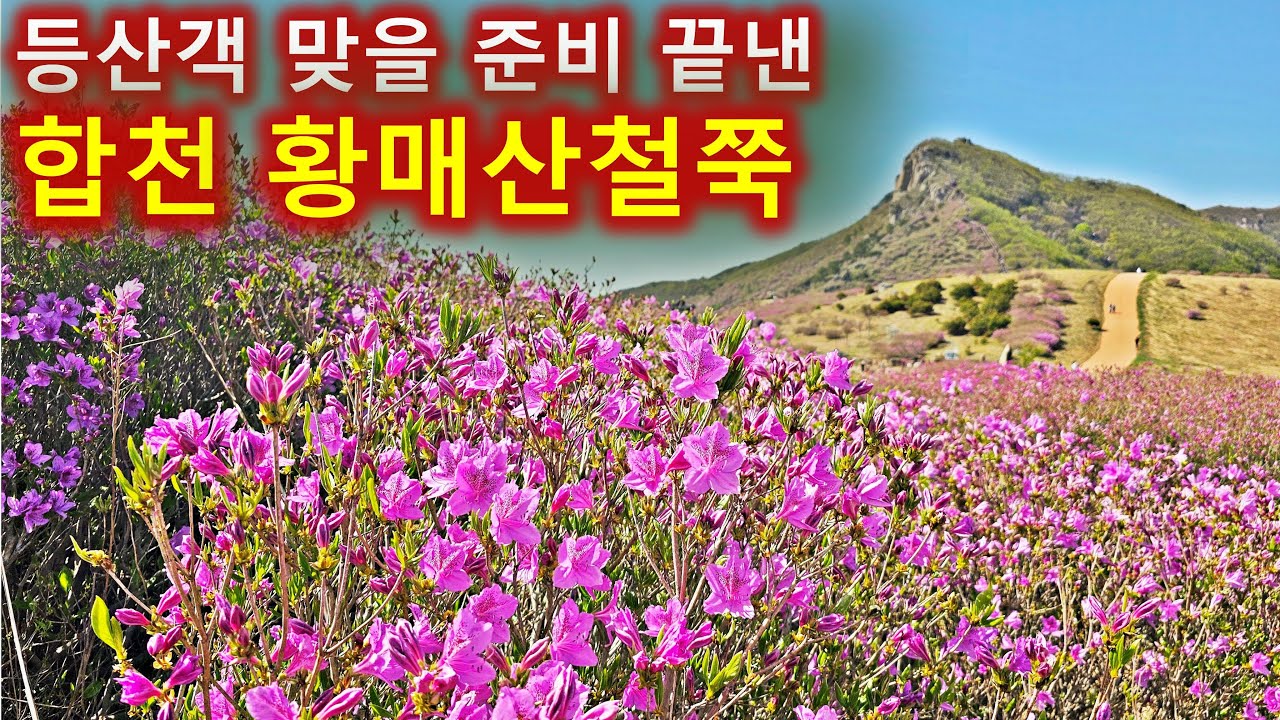 2025년 5월4일 합천 황매산철쭉등산및 개화상황/ 한산한 떡갈재코스로 가보세요/100대명산/블랙야크