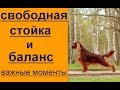 Свободная стойка и баланс -важные моменты хендлинга Урок 4  по ринговой дрессировке (хендлингу)