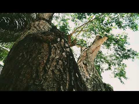 Dia da Árvore.Linda obra de Deus