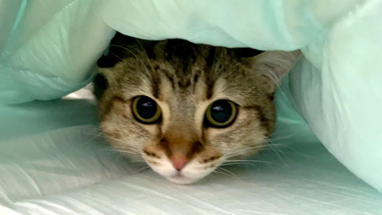 ENG) I laid out a cold comforter and my cat wouldn't come out
