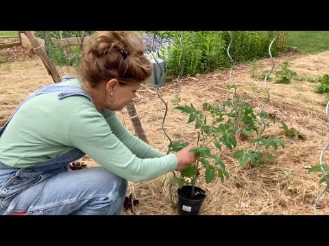 Video: Moet ik goudsbloemen met tomaten planten?