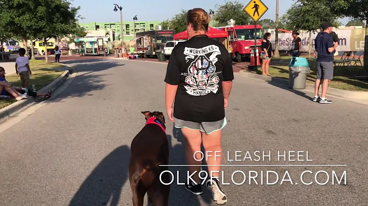 2 Year Old Doberman "Axl"/ Best Dog Trainers / Orlando Dog Trainers