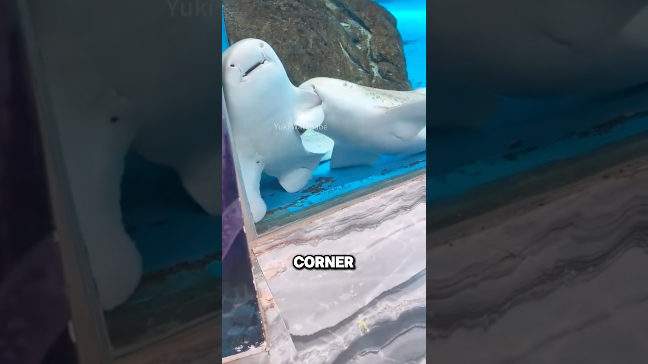 Кокетливые леопардовые акулы 🦈 