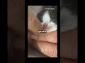 kitty meets a new born #cat #animals #cute #pets #ai #kittytime #catworld