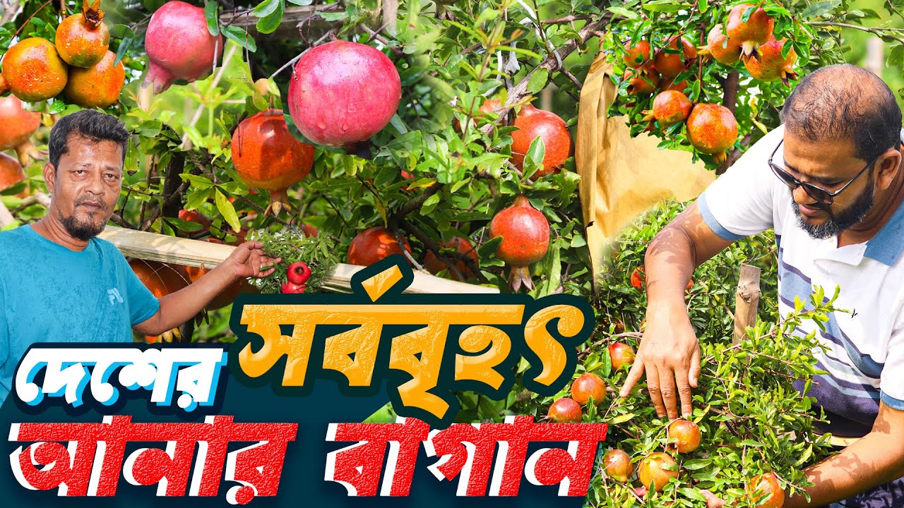 দুই বন্ধু মিলে গড়ছেন - দেশের সর্ববৃহৎ বাণিজ্যিক আনার বাগান | ১১০০ গাছে ভরপুর ফলন | আনার চাষ পদ্ধতি
