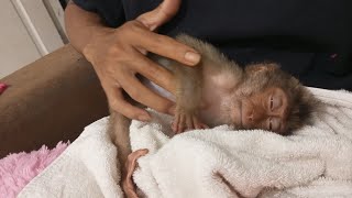Oh My God.. This Poor Monkey Tried To Hold My Hand Until She Fell Asleep