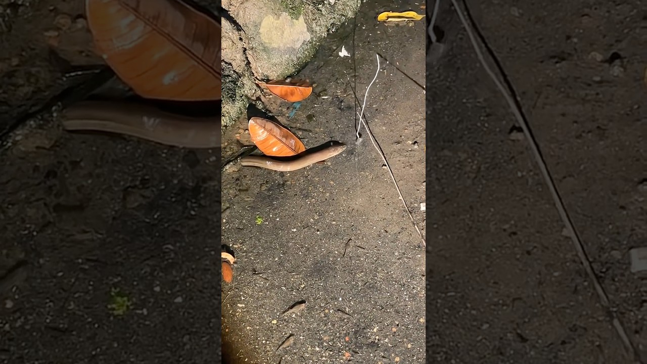 Ultimate Eel Strike Compilation – Brutal Bites Caught on Camera!