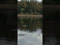 осенний поплавок #рыбалка #поплавок #клев #плотва #осень #асмр #asmr #fishing #fishingasmr #поклевка