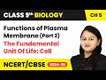 Functions of Plasma Membrane (Part 2) | Class 9 Biology Chapter 5 | CBSE 2024-25 #functions