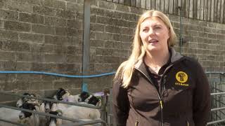 Rise in rural crime leads to Dartmoor farmer painting his sheep green to deter thieves