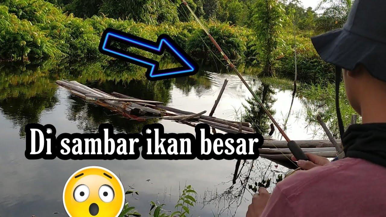 MANCING IKAN TOMAN UMPAN DAGING AYAM