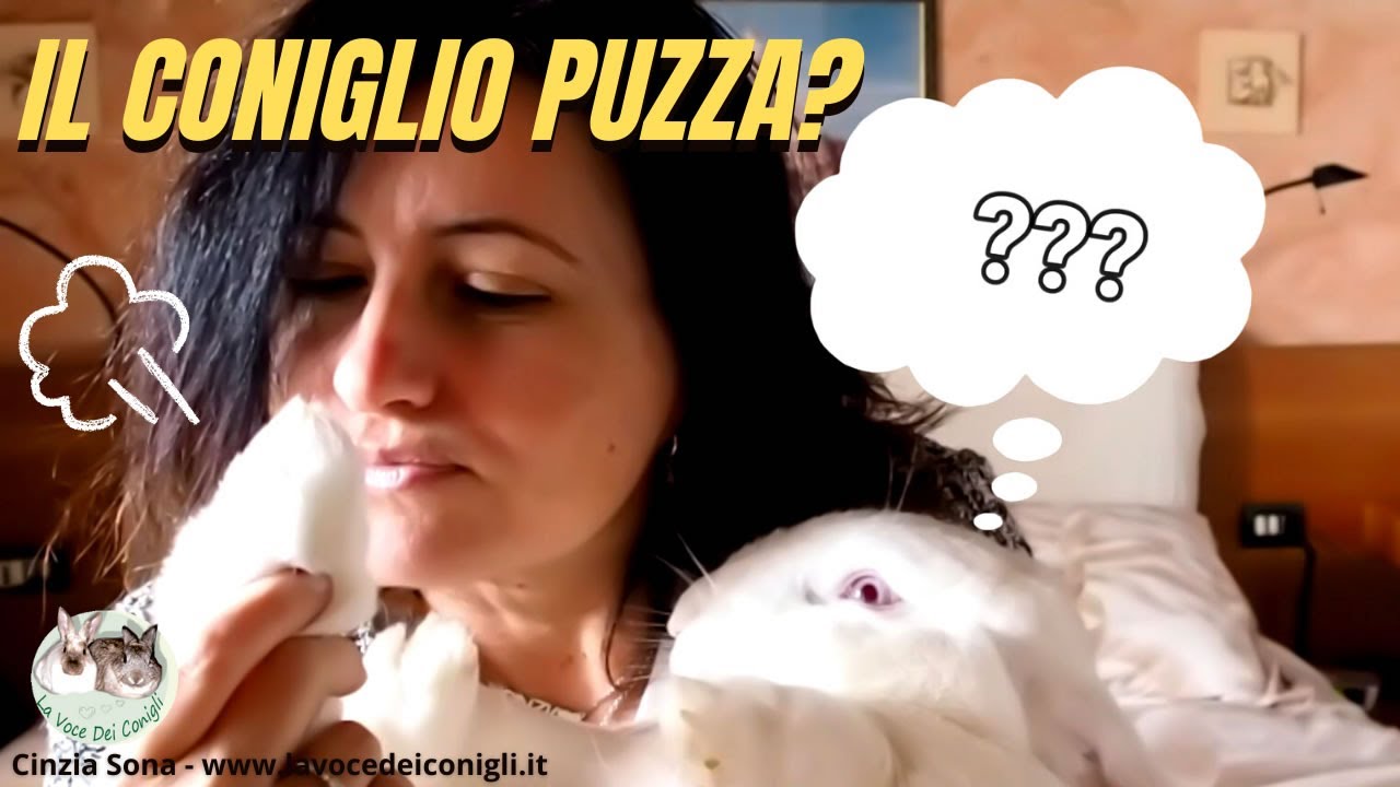Il CONIGLIO PUZZA?