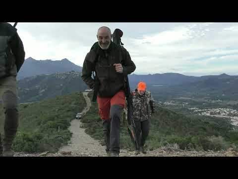 Image du reportage Chasse du SANGLIER en BALAGNE (Ange Santucci)