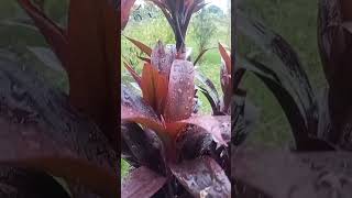 Cordyline Plants How Large- flower nature Tropical plants