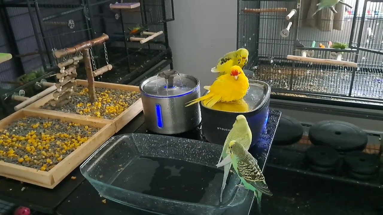 More Chocobo Bath Fun