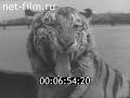 Съёмка кинофильма «Полосатый рейс» 1960 год