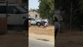 Puppy Scared a Girl While Jumped to Get the Ball