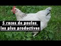 volaille : voici les 5 races de poules les plus rentables.