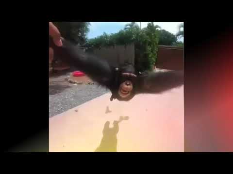 Life monkeys