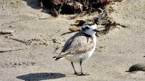 Western Snowy Plover