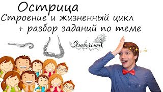 Острица. Строение и жизненный цикл острицы. Примеры решения заданий