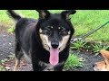 豆柴丸子 春採公園で保護犬くろちゃんと会ったよ。（柴犬 可愛い）New friend