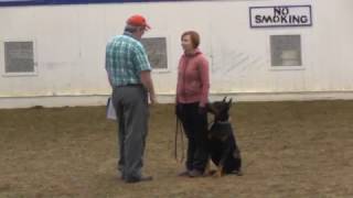 Doberman temperament test with judge John Schoeneman