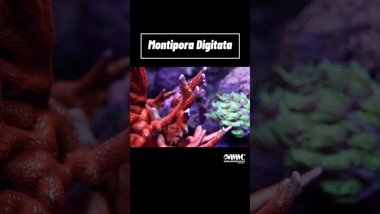 Great SPS Coral For Beginners