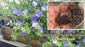 アメリカンブルーの育て方 剪定 摘芯 切り戻しのタイミング他 Youtube