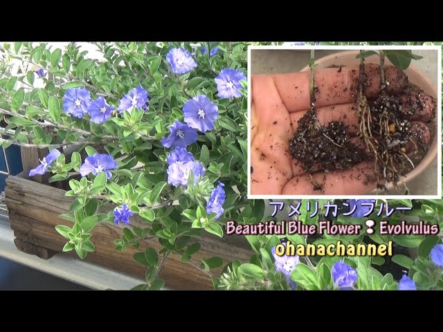 アメリカンブルーの挿し芽と育て方 Beautiful Blue Flower Evolvulus Youtube