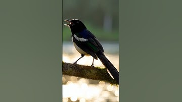 magpie robin cute birds #shorts #shortsfeed #shortvideo #magpierobin