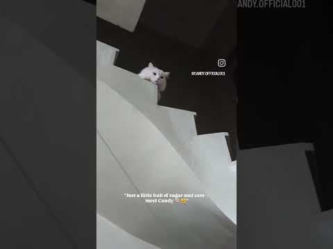 Beta Ap Nechay Aye Plz Cat FunnyCats CatVideos CatsOfYouTube Kitten PetVideos PetChannel