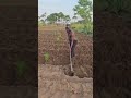 MBUNGE MSUKUMA BALAA KWENYE KILIMO 