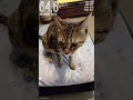 にゃんこの声がでかいので騒音レベル測ってみた#Shorts