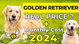 Golden Retriever Dog Price In India 2024 Price Of Golden Retriever And Monthly Expenses