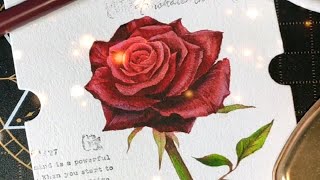 边牧Momo的画廊画一支小玫瑰送给Momo崽ノ