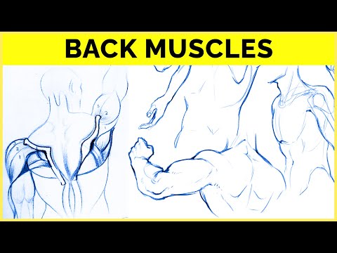 🔴 How to Draw BACK ANATOMY! 💪
