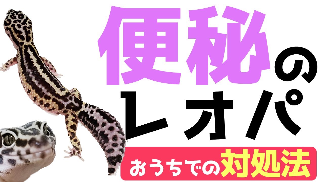 レオパのウンチ 下痢 便秘について 亡くなった子が生前にしていたうんちと吐き戻し 爬虫類飼育ブログ