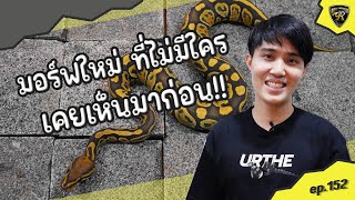New Ball Python Morphs with Potential for the Future 【 EP.152 | 4K 】#realityballpython
