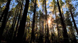 Lapse - Deccies