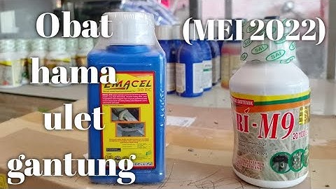 Obat ulat gantung pada sawi || Terbaru MEI 2022